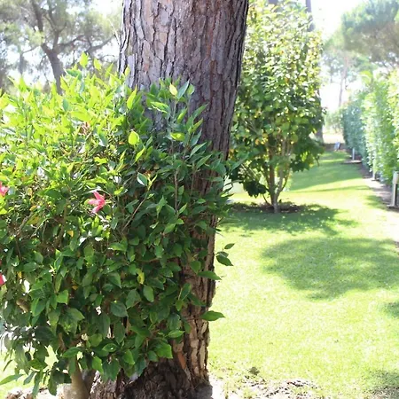 The Pinewood *